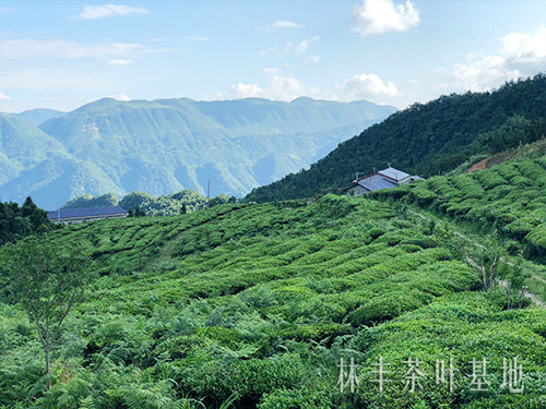 茶葉基地